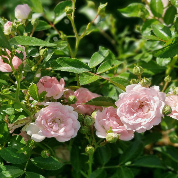ROSA paysager The fairy (rose clair)