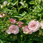 ROSA paysager The fairy (rose clair)