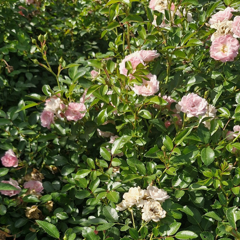 ROSA paysager The fairy (rose clair)