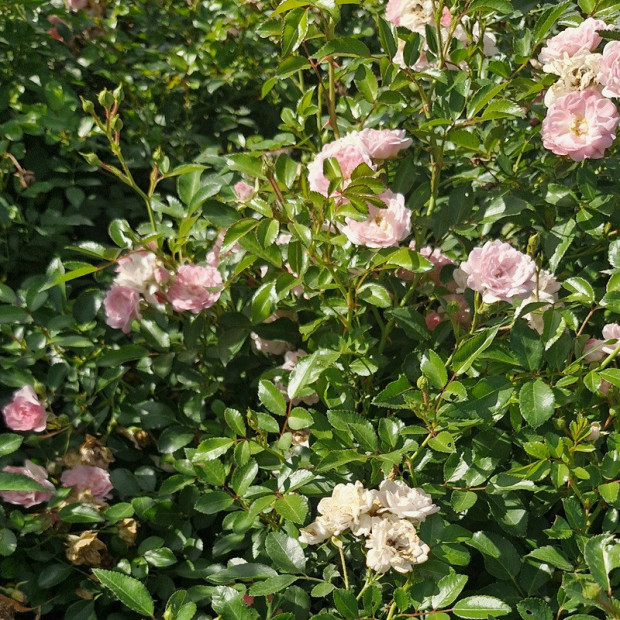 ROSA paysager The fairy (rose clair)