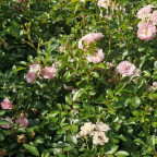 ROSA paysager The fairy (rose clair)