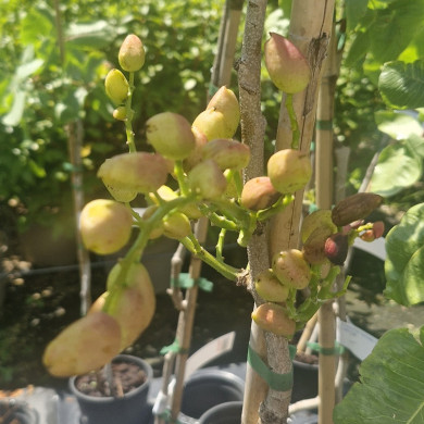 PISTACIA vera Kermann (f)