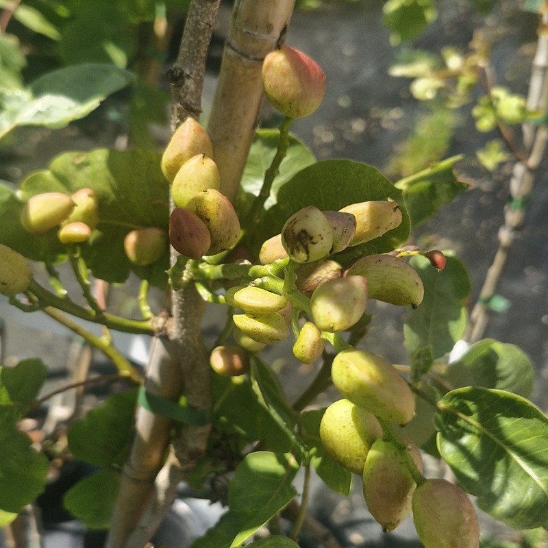 PISTACIA vera Kermann (f)