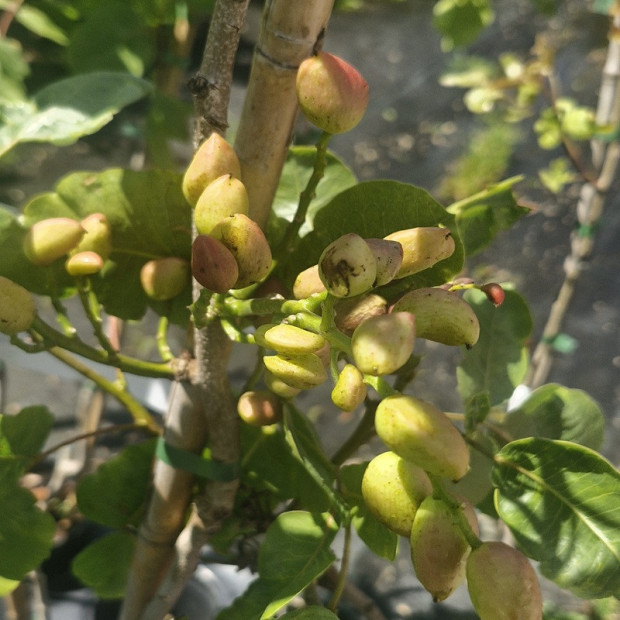 PISTACIA vera Kermann (f)