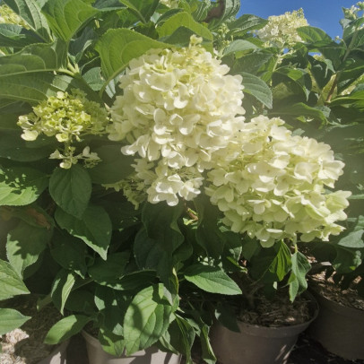 HYDRANGEA paniculata Silver dollar