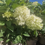 HYDRANGEA paniculata Silver dollar