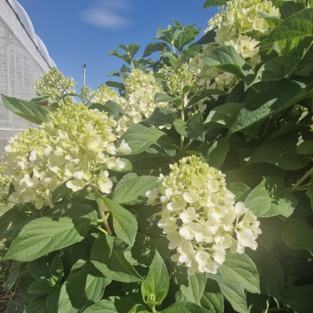HYDRANGEA paniculata Silver dollar