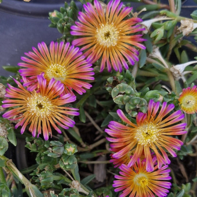 DELOSPERMA  Ocean sunset orange glow