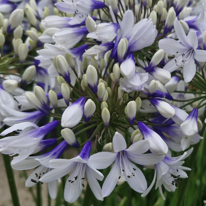 AGAPANTHUS x Twister