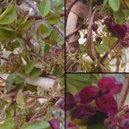 AKEBIA quinata AKEBIA quinata