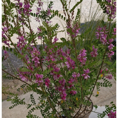 INDIGOFERA heterantha Gerardiana
