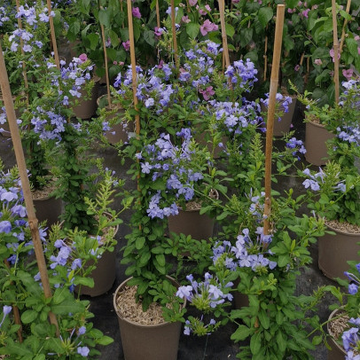 PLUMBAGO capensis Bleu ciel