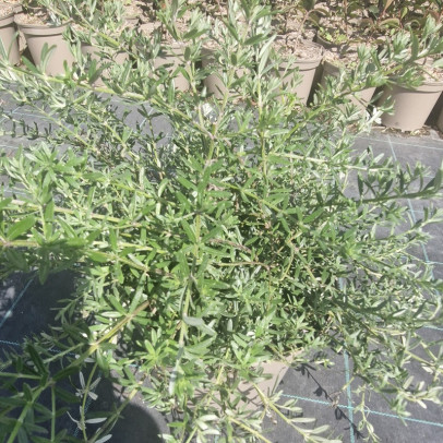 WESTRINGIA fruticosa