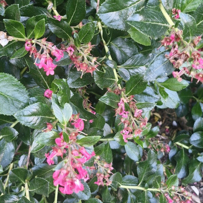 ESCALLONIA macrantha Rosea