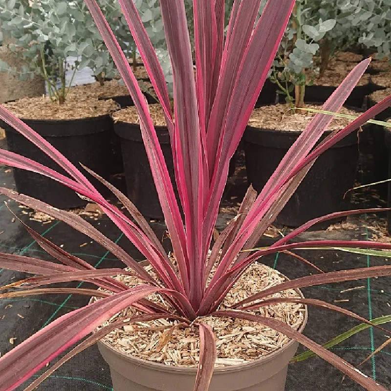 CORDYLINE x banksii Dance paso doble CORDYLINE x banksii Dance paso doble