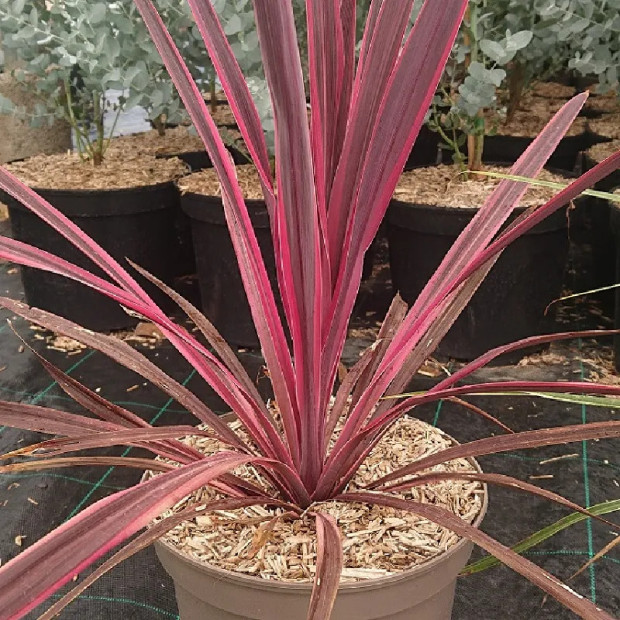 CORDYLINE x banksii Dance paso doble