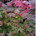 ACER palmatum Deshojo