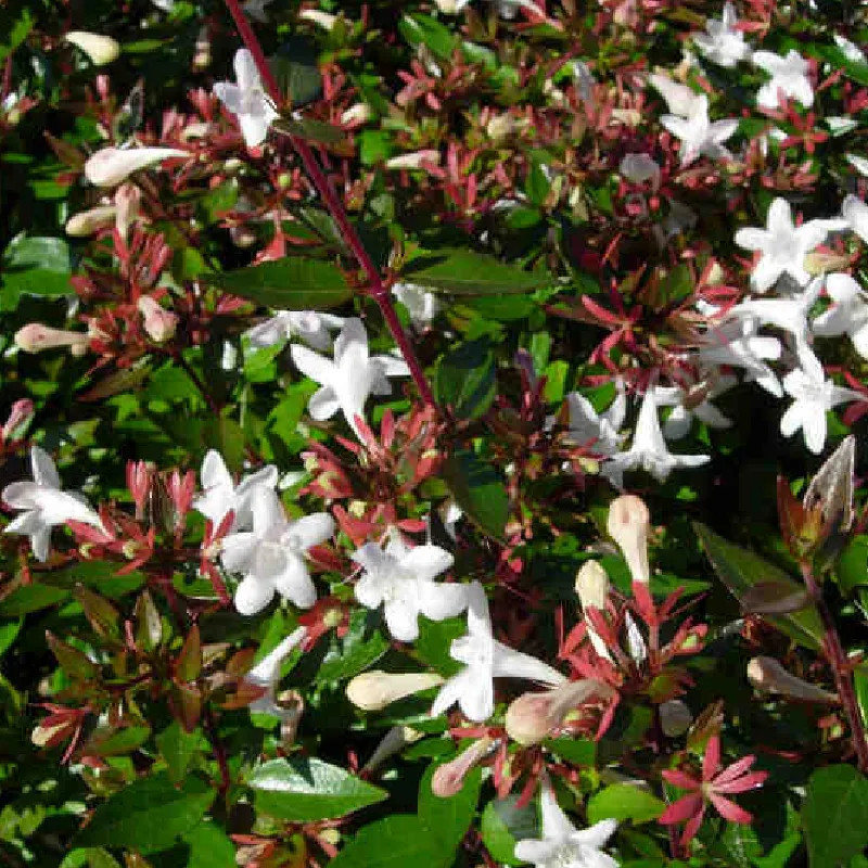 ABELIA prostata ABELIA prostata