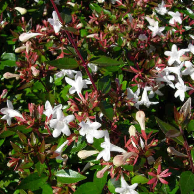 ABELIA prostata