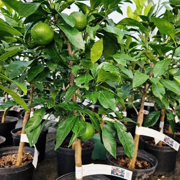 CITRUS unshiu Owari (mandarinier)