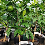 CITRUS unshiu Owari (mandarinier)