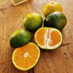 CITRUS unshiu Owari (mandarinier)