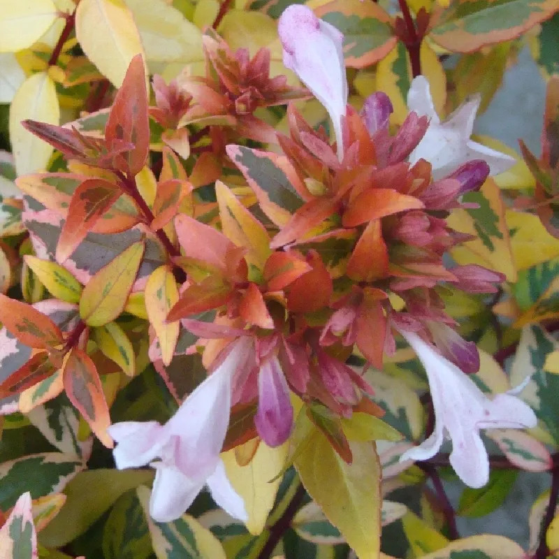 ABELIA x grandiflora Kaleidoscope