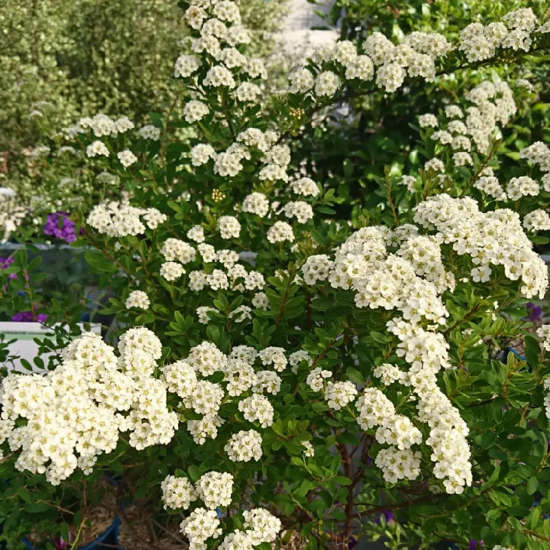SPIRAEA x vanhouttei SPIRAEA x vanhouttei