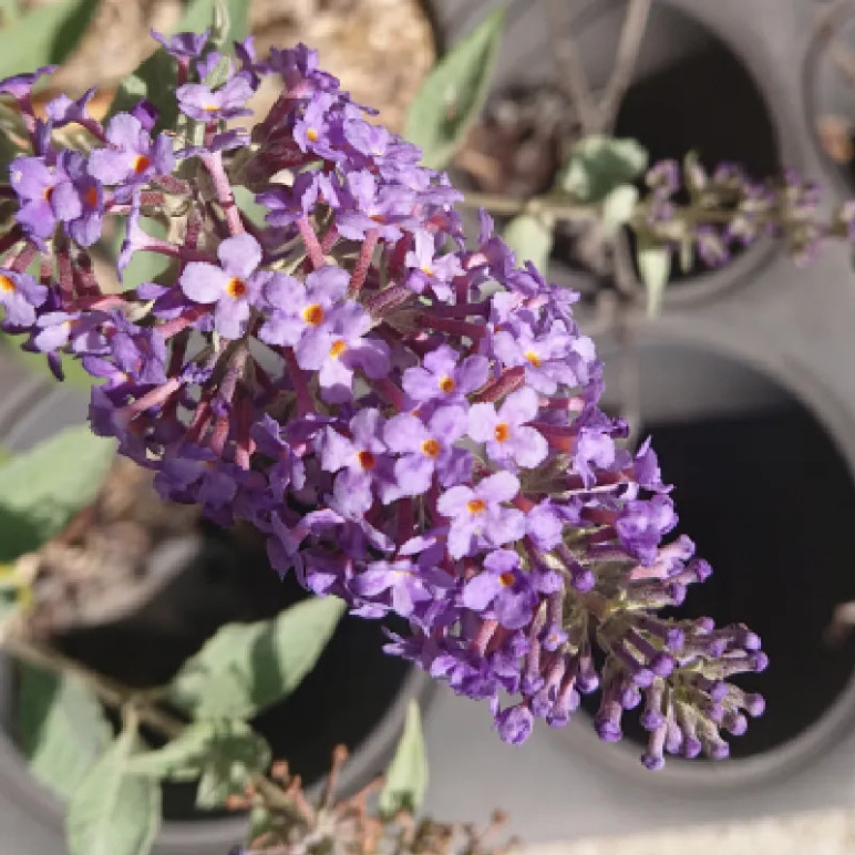 BUDDLEJA  Lochinch