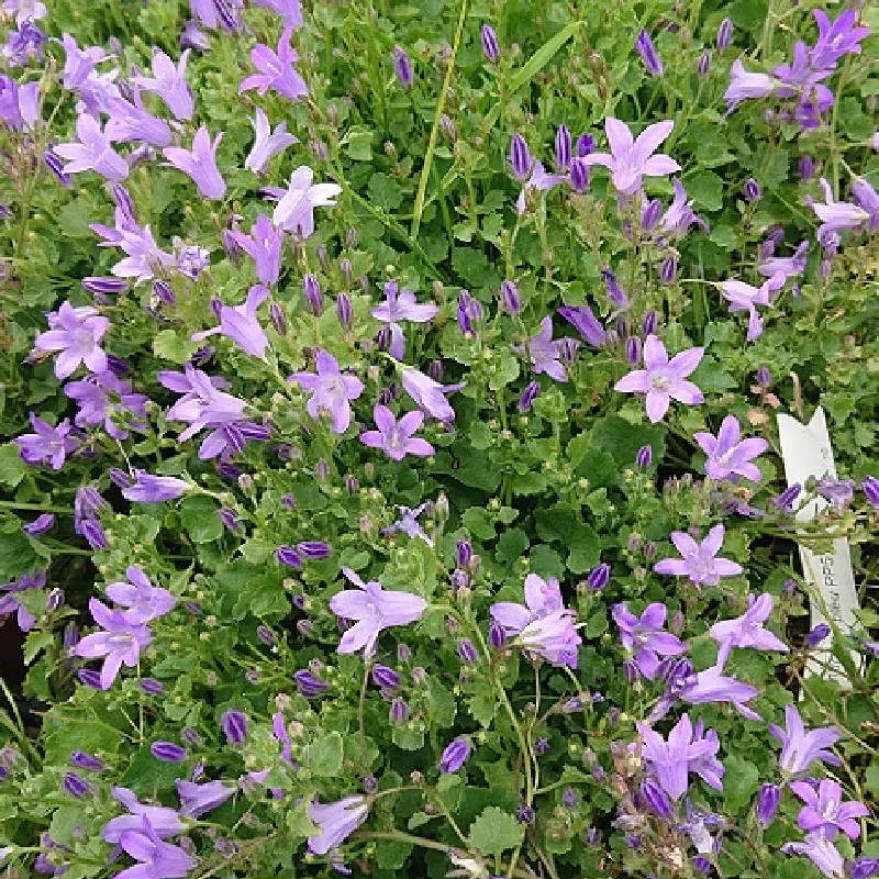 CAMPANULA muralis