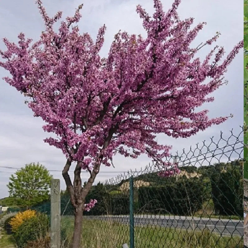 CERCIS siliquastrum CERCIS siliquastrum