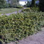 CARPINUS betulus