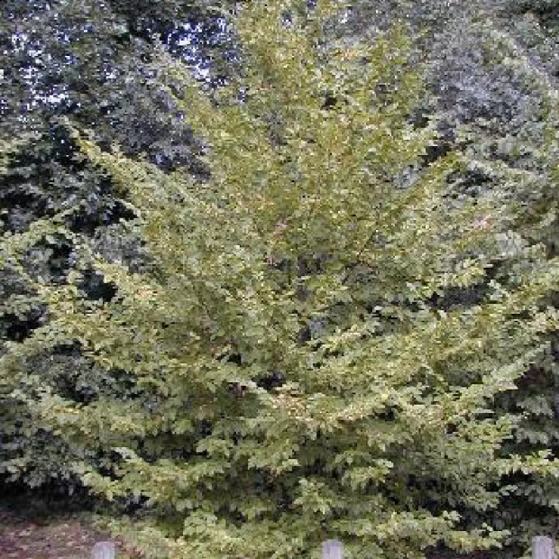 CARPINUS betulus