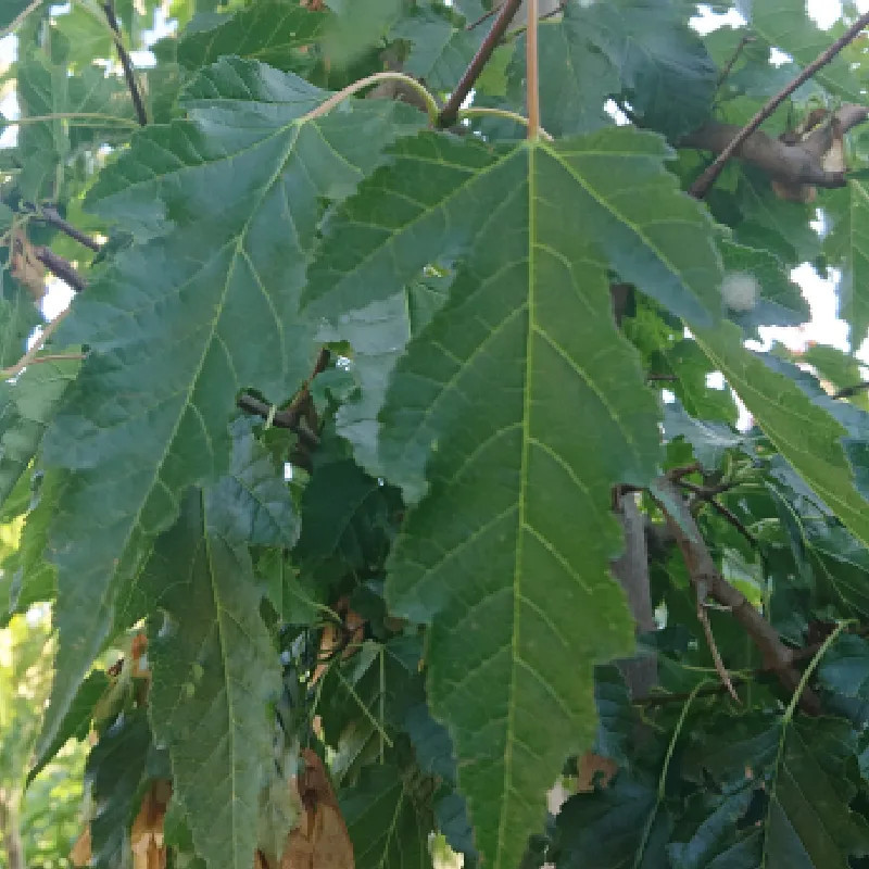 ACER tataricum Ginnala