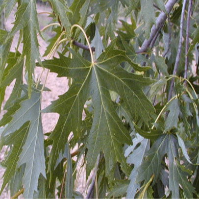 ACER saccharum