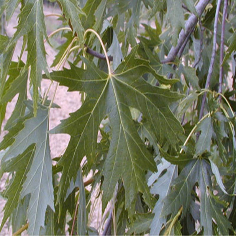 ACER saccharum