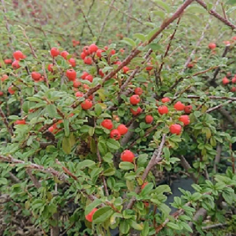 COTONEASTER microphyllus Streib's findling