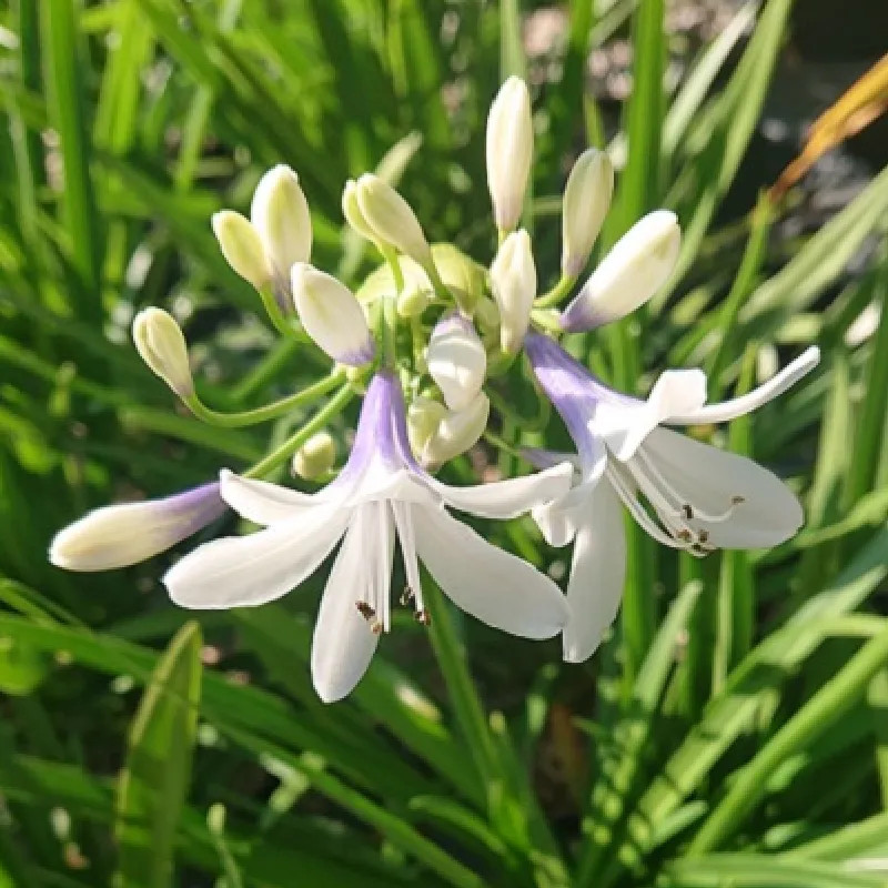 AGAPANTHUS x Twister