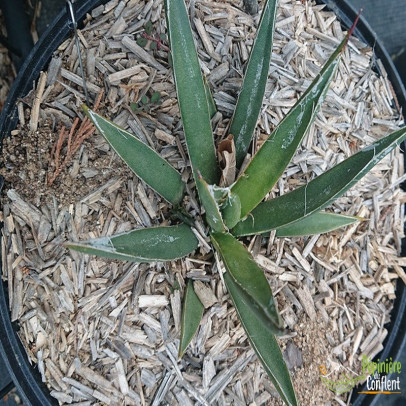 AGAVE toumeyana