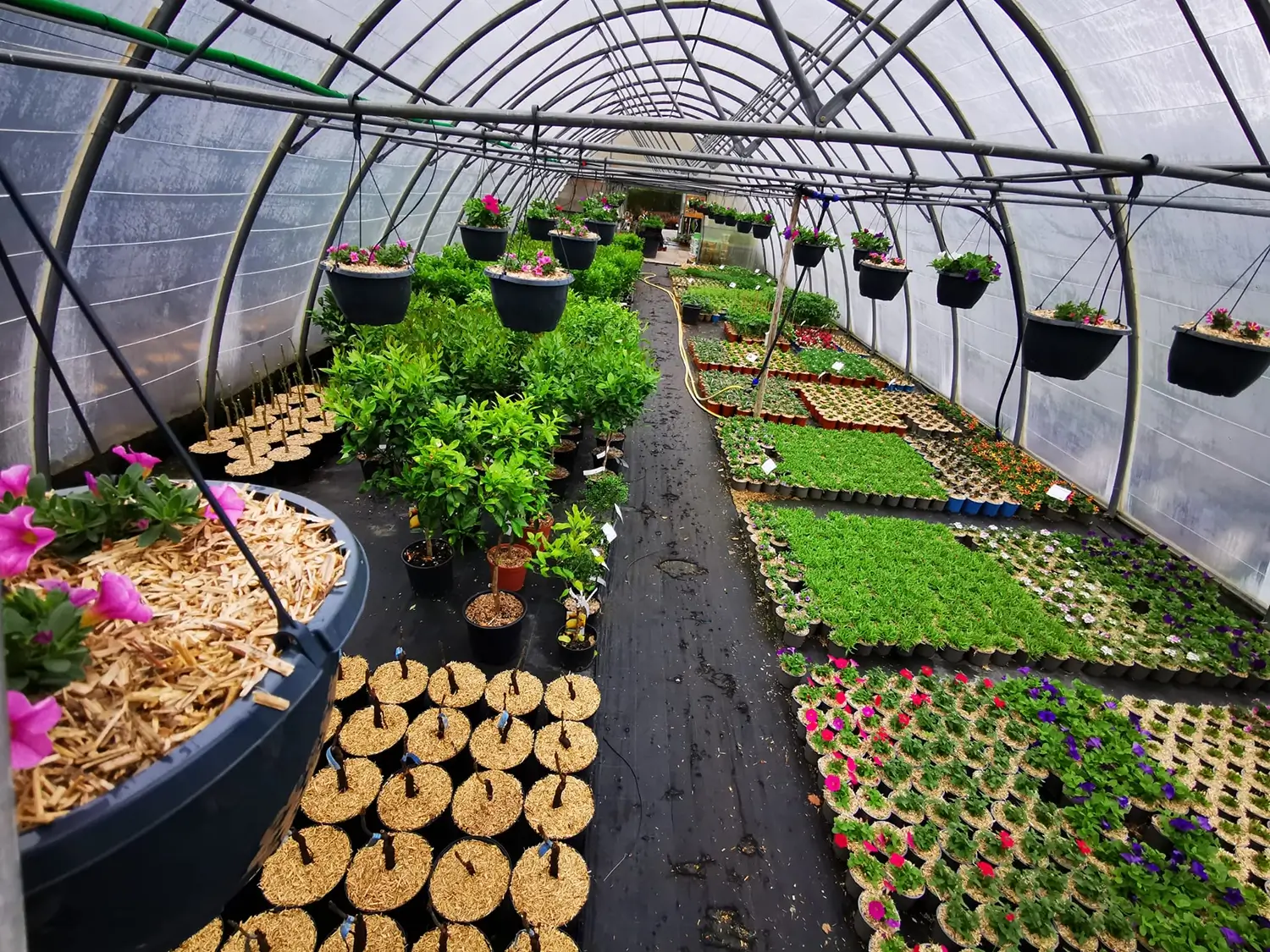 plantes dans une serre