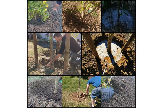 La cuvette de plantation