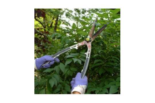 Taille des buis : id&eacute;es re&ccedil;ues