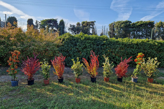 Taille des arbustes : technique, p&eacute;riode