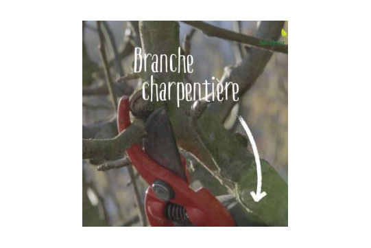 Taille de la vigne : les conseils pour r&eacute;ussir